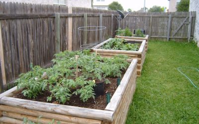 In: Raised Garden Beds Out: In-Ground Gardens