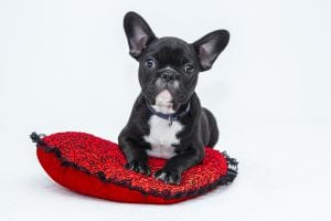 Keeping Pet Hair Under Control